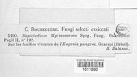 Image of Sporhelminthium myrtacearum